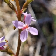 Stylidium graminifolium at Crace, ACT - 13 Oct 2023 11:41 AM