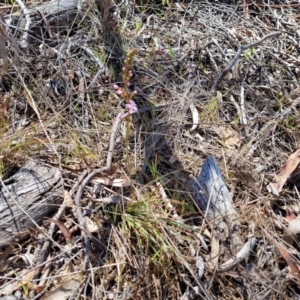 Stylidium graminifolium at Crace, ACT - 13 Oct 2023 11:41 AM