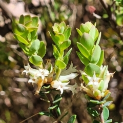 Brachyloma daphnoides (Daphne Heath) at Gungahlin, ACT - 13 Oct 2023 by trevorpreston