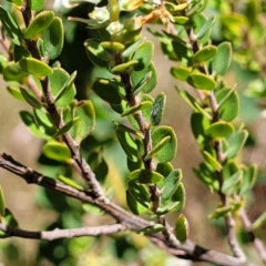 Brachyloma daphnoides at Gungahlin, ACT - 13 Oct 2023