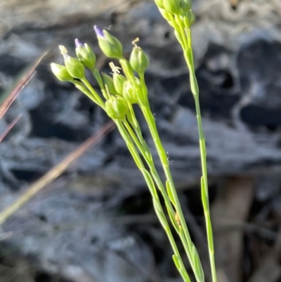 Linum marginale (Native Flax) at Griffith, ACT - 13 Oct 2023 by AlexKirk