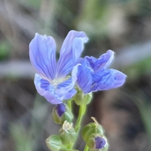 Linum marginale at Griffith, ACT - 13 Oct 2023