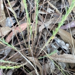 Linum marginale at Griffith, ACT - 13 Oct 2023