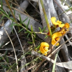 Mirbelia baueri at Charleys Forest, NSW - 12 Oct 2023 by arjay