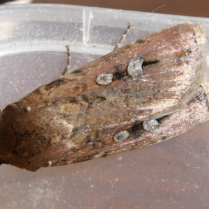 Agrotis infusa at suppressed - 13 Oct 2023