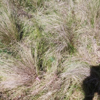 Nassella trichotoma (Serrated Tussock) at Mount Pleasant - 13 Oct 2023 by Steve818