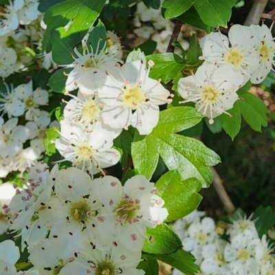 Crataegus monogyna (Hawthorn) at Campbell, ACT - 13 Oct 2023 by Steve818