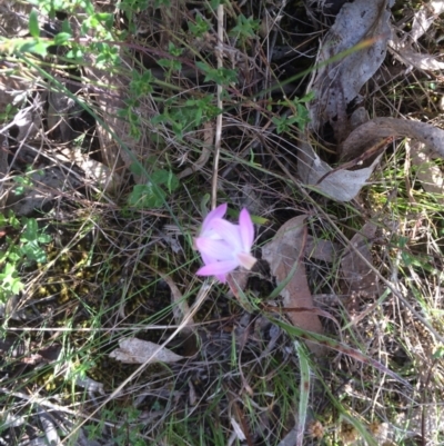 Caladenia carnea (Pink Fingers) at Majura, ACT - 1 Oct 2023 by petersan
