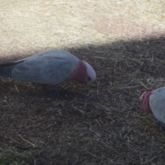 Eolophus roseicapilla (Galah) at Longreach, QLD - 29 Jul 2023 by LyndalT