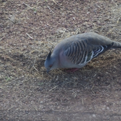 Ocyphaps lophotes (Crested Pigeon) at Longreach, QLD - 29 Jul 2023 by LyndalT