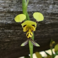 Diuris sulphurea (Tiger Orchid) at Belconnen, ACT - 12 Oct 2023 by sangio7