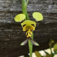 Diuris sulphurea (Tiger Orchid) at The Pinnacle - 12 Oct 2023 by sangio7