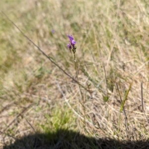 Linaria pelisseriana at Mulloon, NSW - 13 Oct 2023