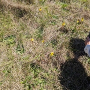 Bulbine bulbosa at Mulloon, NSW - 13 Oct 2023