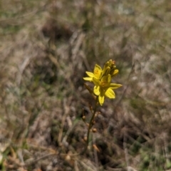 Bulbine bulbosa at Mulloon, NSW - 13 Oct 2023