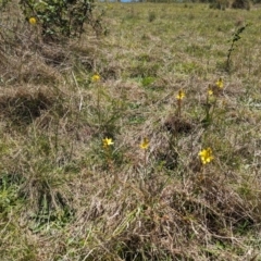 Bulbine bulbosa at Mulloon, NSW - 13 Oct 2023