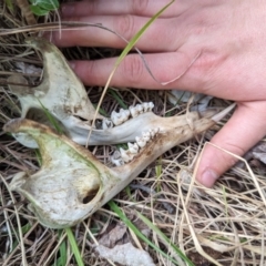 Macropus giganteus at Belconnen, ACT - 5 Oct 2023