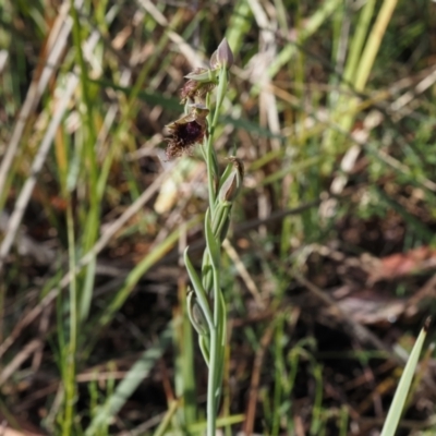 Calochilus platychilus (Purple Beard Orchid) at Canberra Central, ACT - 13 Oct 2023 by Rheardy