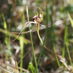 Caladenia atrovespa (Green-comb Spider Orchid) at Canberra Central, ACT - 13 Oct 2023 by Rheardy