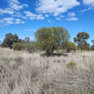 Eremophila bignoniiflora at Mungindi, QLD - 7 Aug 2023 by LyndalT