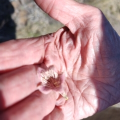 Pandorea pandorana (Wonga Wonga Vine) at Mitchell, QLD - 7 Aug 2023 by LyndalT