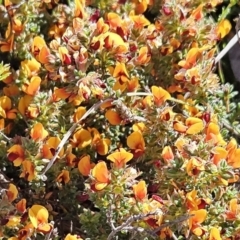 Pultenaea procumbens (Bush Pea) at Belconnen, ACT - 12 Oct 2023 by sangio7