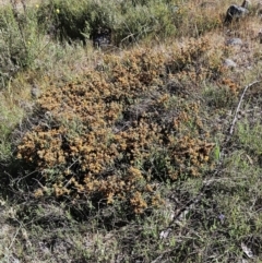 Pultenaea procumbens at Belconnen, ACT - suppressed