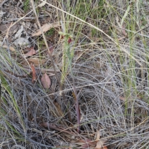 Calochilus montanus at Canberra Central, ACT - 13 Oct 2023