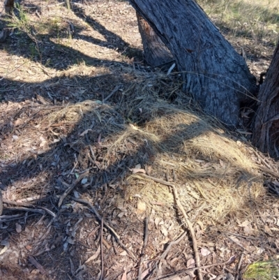 Unidentified Mammal at Bevendale, NSW - 28 Sep 2023 by LWenger