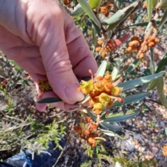 Grevillea floribunda (Seven Dwarfs Grevillea, Rusty Spider Flower) at Albert, NSW - 23 Jul 2023 by LyndalT