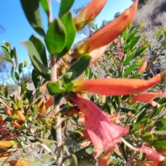 Eremophila maculata (Spotted Emu Bush, Spotted Fuchsia) at Buddabadah, NSW - 23 Jul 2023 by LyndalT