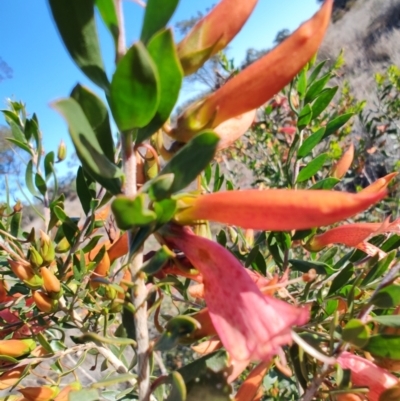 Eremophila maculata (Spotted Emu Bush, Spotted Fuchsia) at Buddabadah, NSW - 23 Jul 2023 by LyndalT