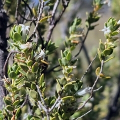 Brachyloma daphnoides (Daphne Heath) at Belconnen, ACT - 11 Oct 2023 by sangio7