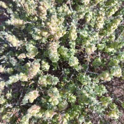 Maireana erioclada (Rosy Bluebush) at Gumbalie, NSW - 24 Jul 2023 by LyndalT