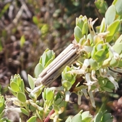 Clania lewinii & similar Casemoths (Parallel stick Case Moths) at The Pinnacle - 12 Oct 2023 by sangio7