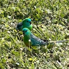 Psephotus haematonotus (Red-rumped Parrot) at Barton, ACT - 13 Oct 2023 by JimL