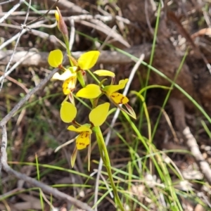 Diuris sulphurea at Tuggeranong, ACT - suppressed