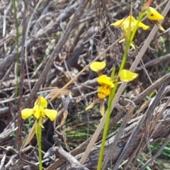 Diuris sulphurea at Tuggeranong, ACT - 13 Oct 2023