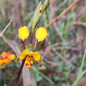 Diuris semilunulata at Tuggeranong, ACT - 13 Oct 2023