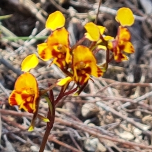 Diuris semilunulata at Tuggeranong, ACT - suppressed