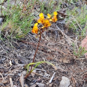 Diuris semilunulata at Tuggeranong, ACT - suppressed