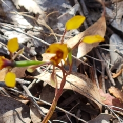 Diuris semilunulata (Late Leopard Orchid) at Wanniassa Hill - 13 Oct 2023 by Mike