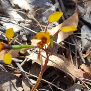 Diuris semilunulata at Tuggeranong, ACT - suppressed