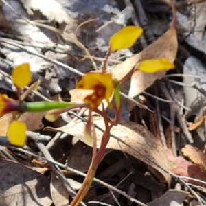 Diuris semilunulata at Tuggeranong, ACT - suppressed