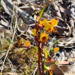 Diuris semilunulata at Tuggeranong, ACT - suppressed