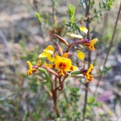 Diuris semilunulata at Tuggeranong, ACT - suppressed