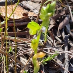 Hymenochilus sp. at Tuggeranong, ACT - 13 Oct 2023