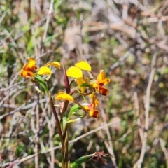 Diuris semilunulata (Late Leopard Orchid) at Tuggeranong, ACT - 13 Oct 2023 by Mike