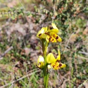 Diuris sulphurea at Tuggeranong, ACT - 13 Oct 2023