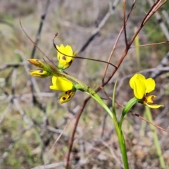 Diuris sulphurea at Tuggeranong, ACT - 13 Oct 2023